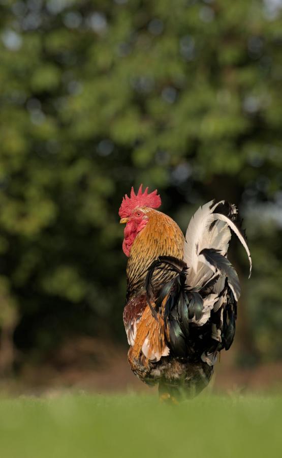 Friesenparadies Fri-Suedliches Friesland Bockhorn  Dış mekan fotoğraf