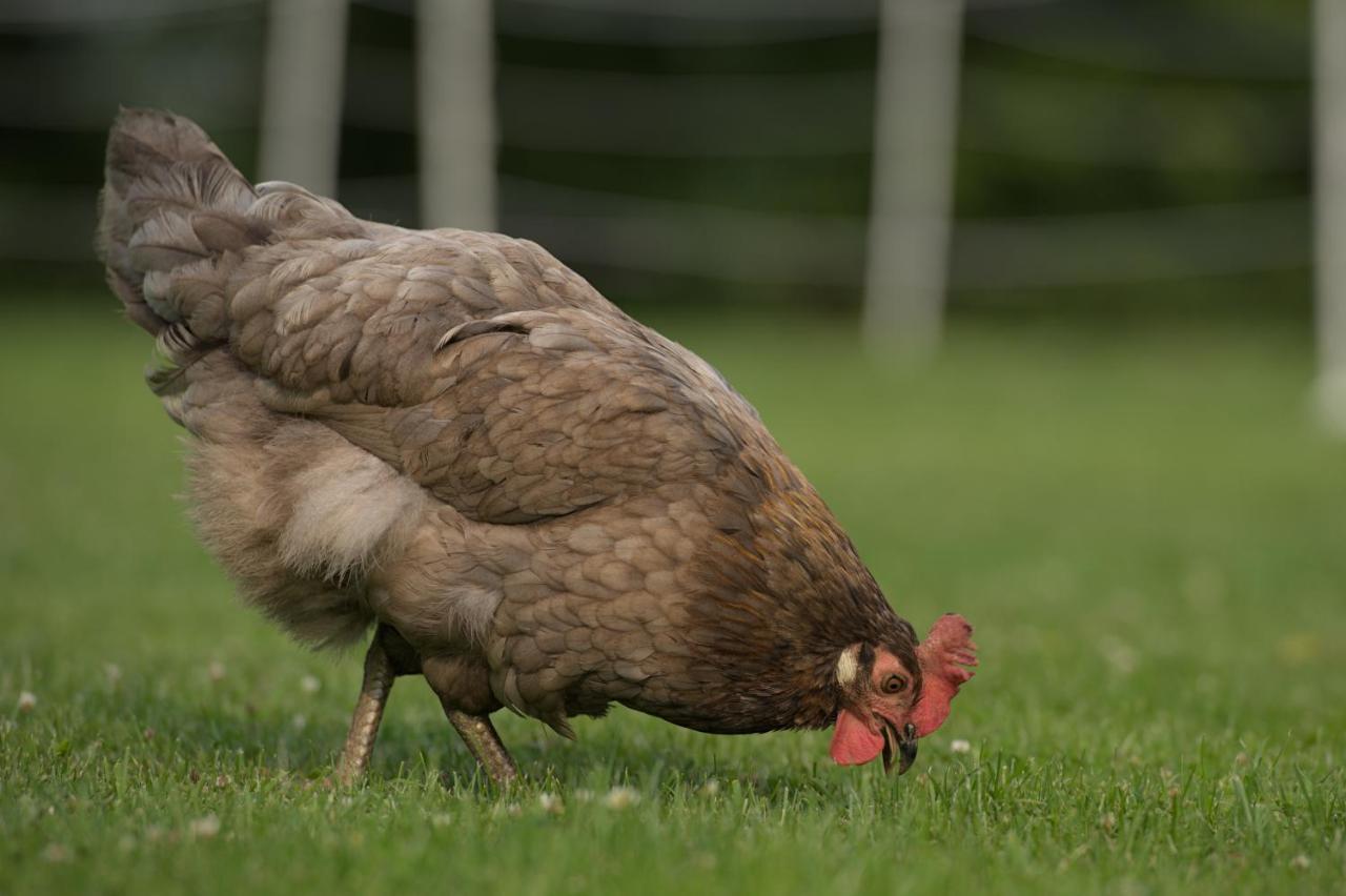 Friesenparadies Fri-Suedliches Friesland Bockhorn  Dış mekan fotoğraf